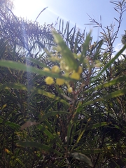 Acacia retinodes