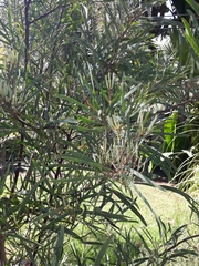 Acacia retinodes