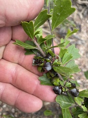 Dodonaea triangularis