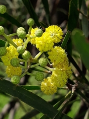 Acacia retinodes