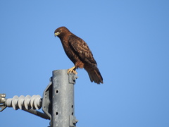 Buteo jamaicensis