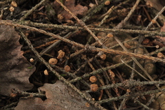 Marasmius wettsteinii