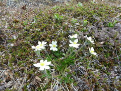 Anemonastrum sibiricum