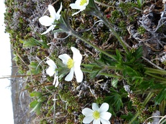 Anemonastrum sibiricum