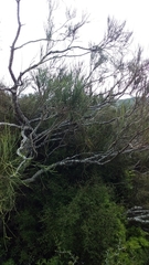 Carmichaelia glabrescens