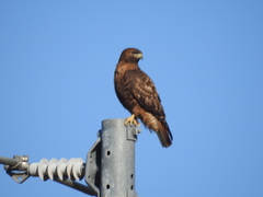 Buteo jamaicensis
