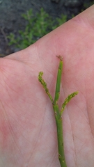 Carmichaelia glabrescens