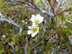 Gagea serotina