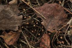 Marasmius wettsteinii