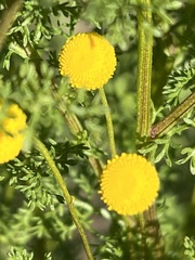 Oncosiphon pilulifer