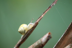 Posorites conscendens