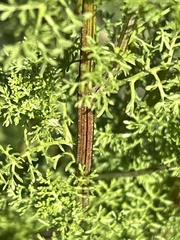 Oncosiphon pilulifer