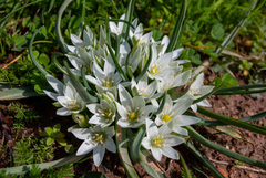 Ornithogalum fimbriatum