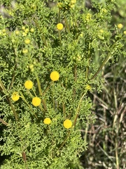 Oncosiphon pilulifer