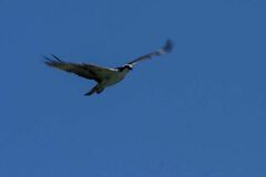 Pandion haliaetus