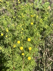 Oncosiphon pilulifer