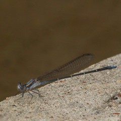 Argia moesta