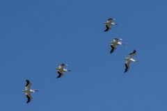 Pelecanus erythrorhynchos
