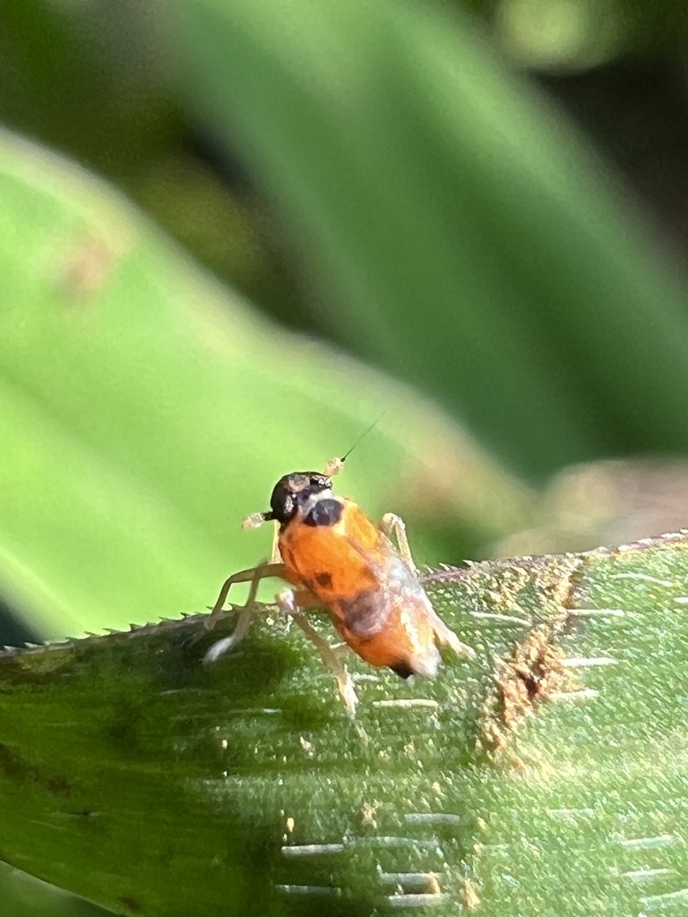 Leafhopper