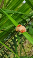 Rhacophorus pardalis