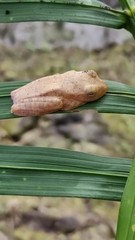 Rhacophorus pardalis