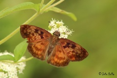 Anastrus sempiternus sempiternus