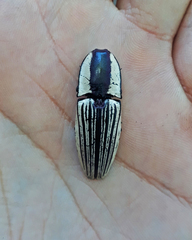 Chalcolepidius limbatus