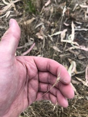 Rytidosperma racemosum