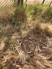 Rytidosperma racemosum