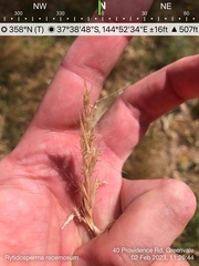 Rytidosperma racemosum