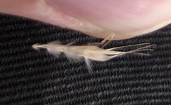 Rytidosperma racemosum