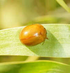 Dicranosterna semipunctata