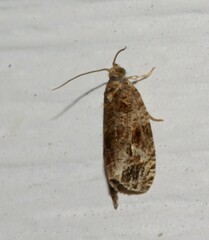 Olethreutes permundana