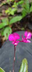 Comparettia falcata