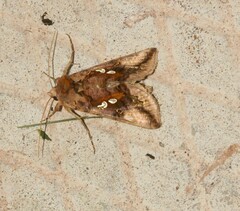 Autographa bimaculata
