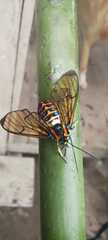 Gymnelia jordani