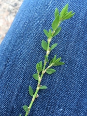 Polygonum aviculare
