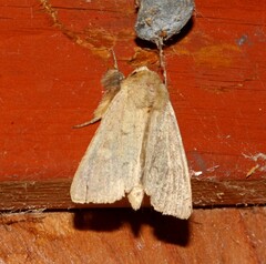 Leucania pseudargyria