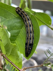 Spodoptera litura
