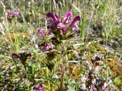 Pedicularis sudetica