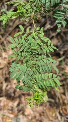 Acacia pubescens
