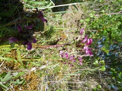 Pedicularis sudetica