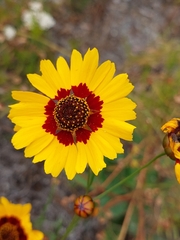 Coreopsis tinctoria