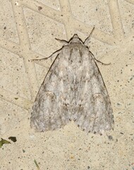 Acronicta americana