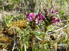 Pedicularis sudetica