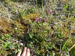 Pedicularis sudetica