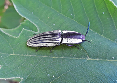 Chalcolepidius limbatus