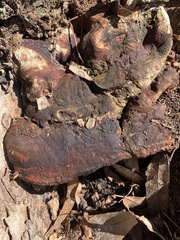 Ganoderma
