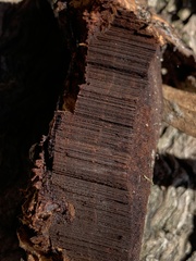 Ganoderma