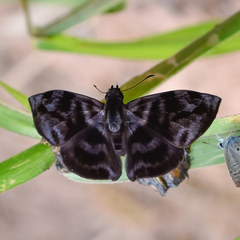 Ebrietas infanda